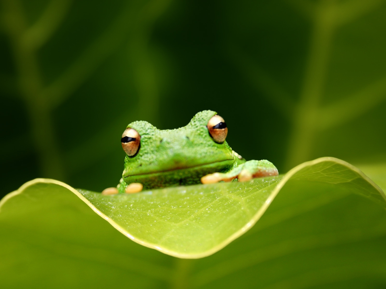 Cute Green Frog for 1600 x 1200 resolution