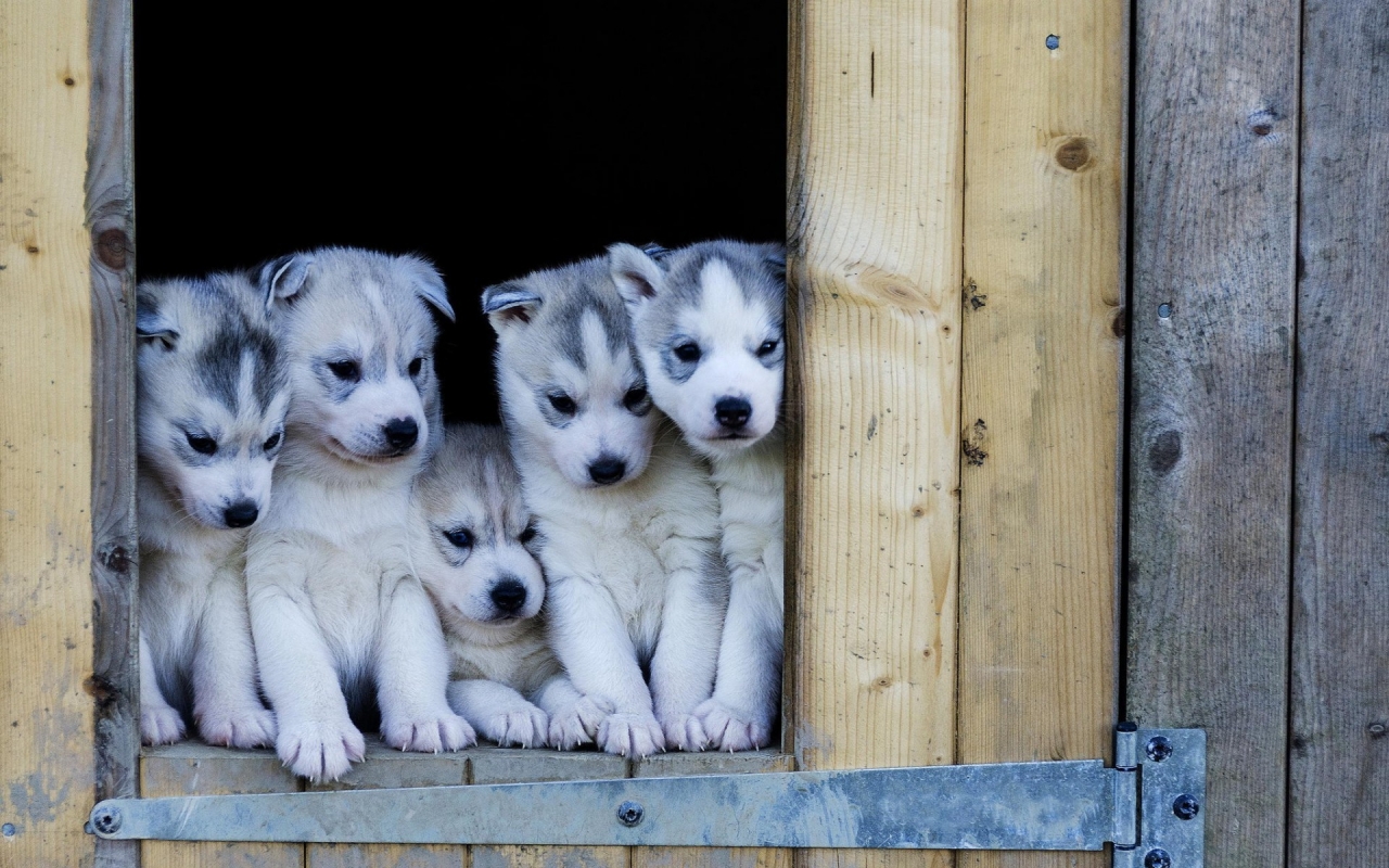Cute Husky Puppies for 1280 x 800 widescreen resolution