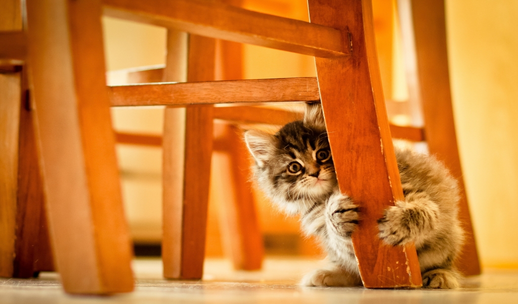 Cute Kitty Hiding for 1024 x 600 widescreen resolution