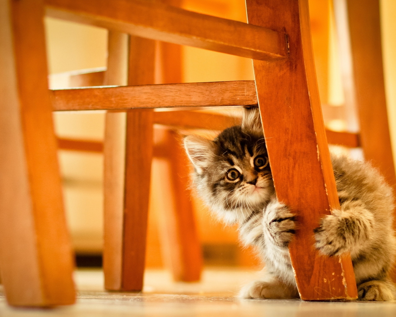 Cute Kitty Hiding for 1280 x 1024 resolution