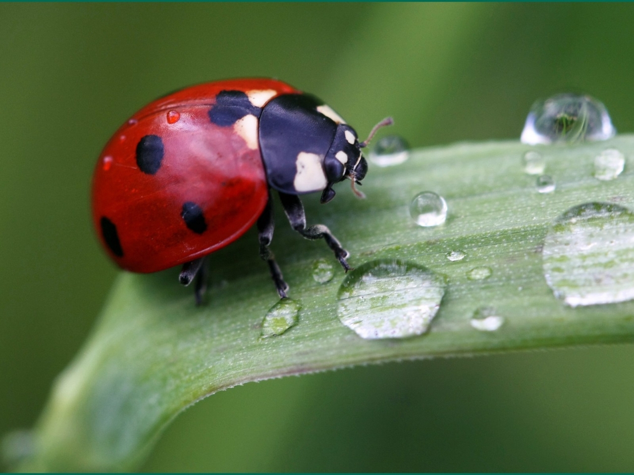 Cute Ladybird for 1280 x 960 resolution