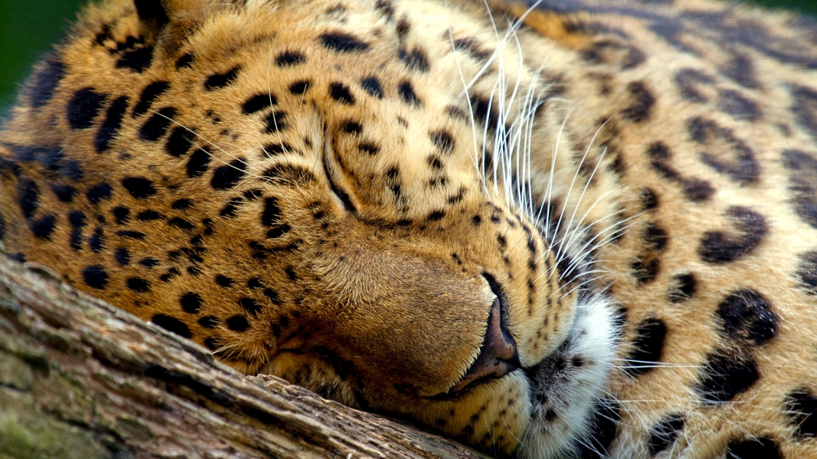 Cute Leopard Sleeping for 1600 x 900 HDTV resolution