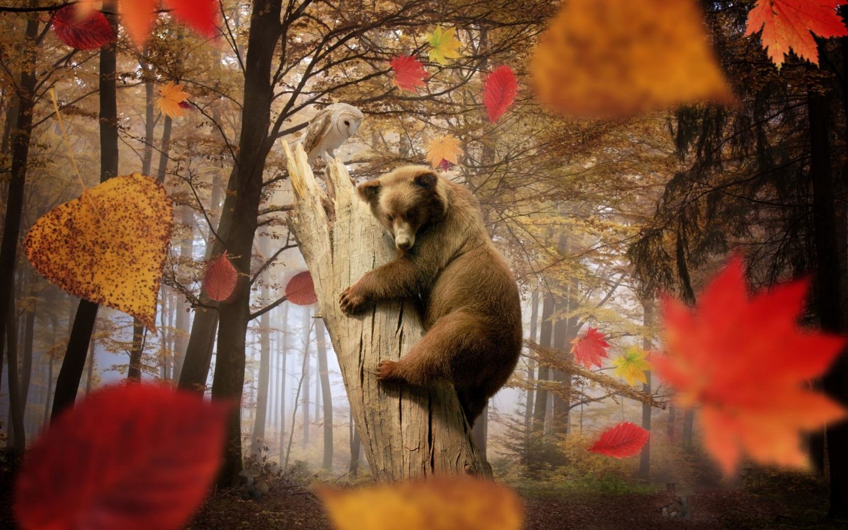 Cute Little Bear Playing for 1680 x 1050 widescreen resolution