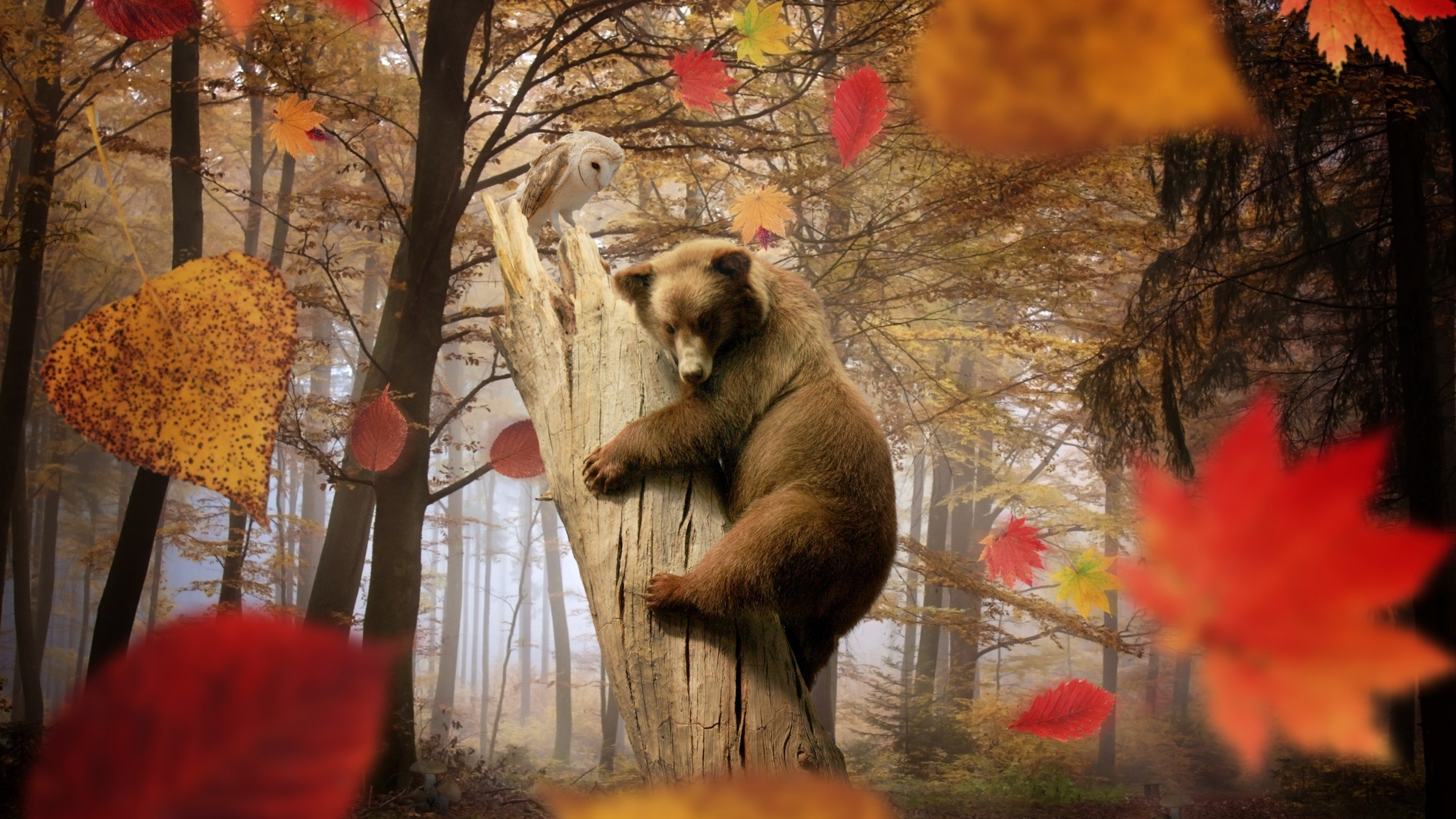 Cute Little Bear Playing for 2560x1440 HDTV resolution