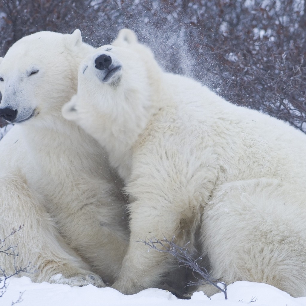 Cute Polar Bears for 1024 x 1024 iPad resolution