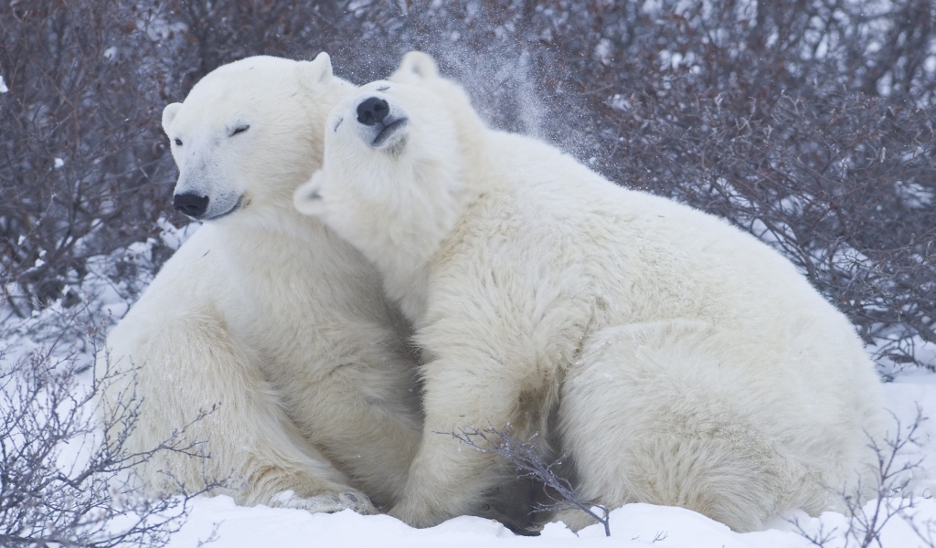 Cute Polar Bears for 1024 x 600 widescreen resolution