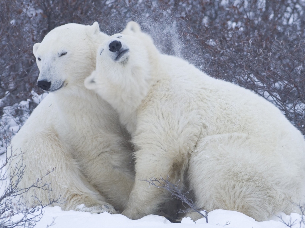 Cute Polar Bears for 1024 x 768 resolution
