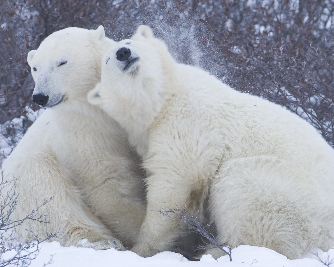 Cute Polar Bears for 1280 x 1024 resolution
