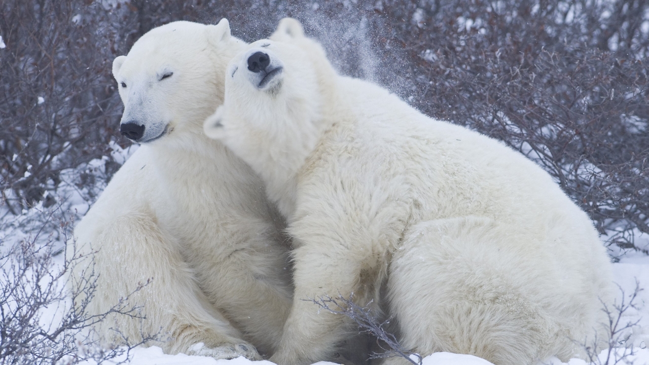 Cute Polar Bears for 1280 x 720 HDTV 720p resolution