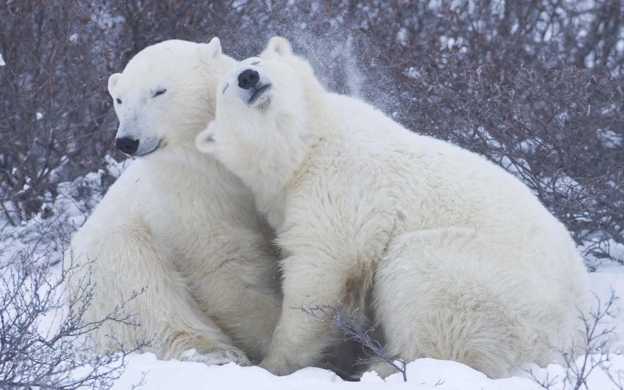 Cute Polar Bears for 1280 x 800 widescreen resolution