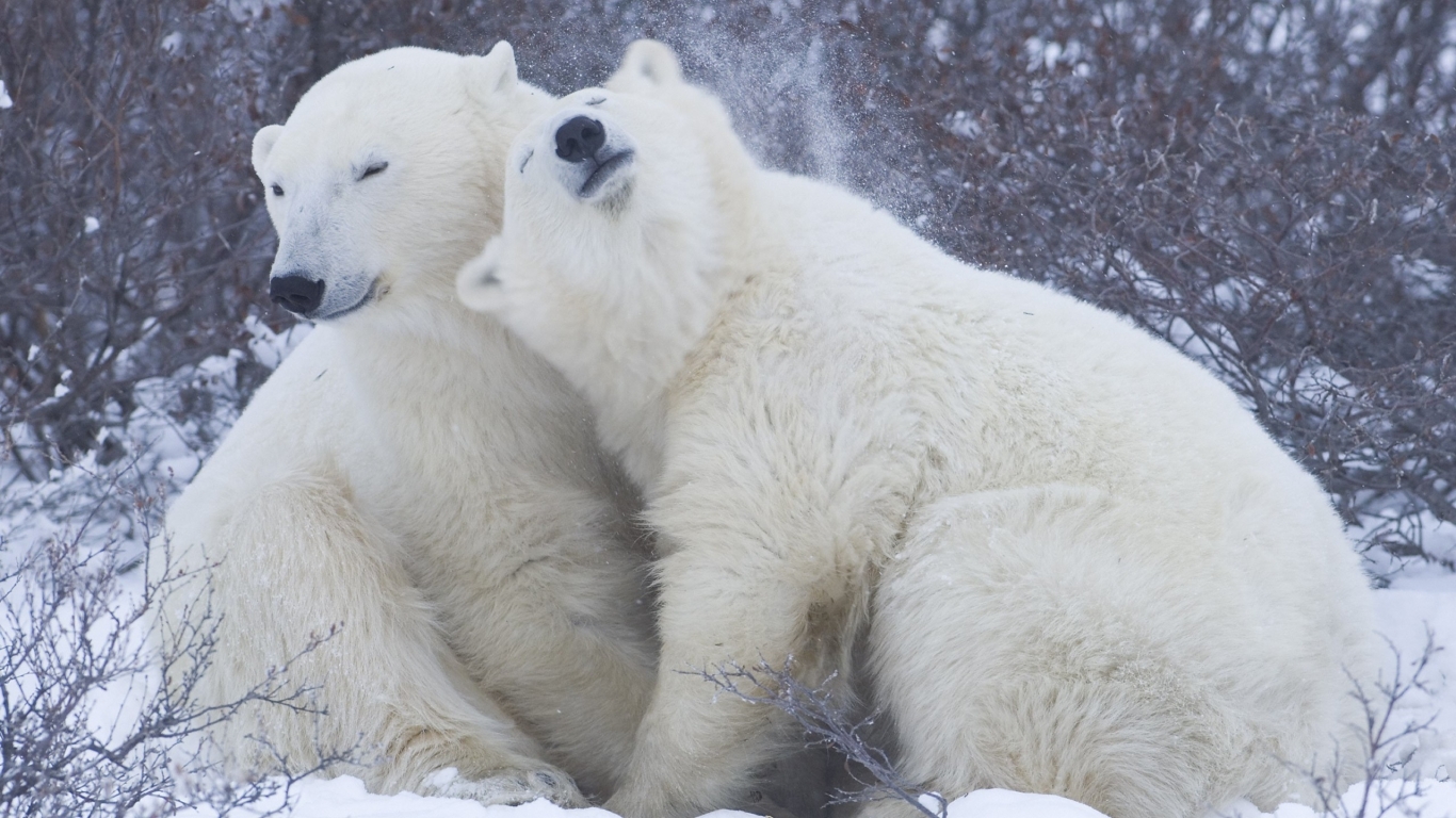Cute Polar Bears for 1366 x 768 HDTV resolution