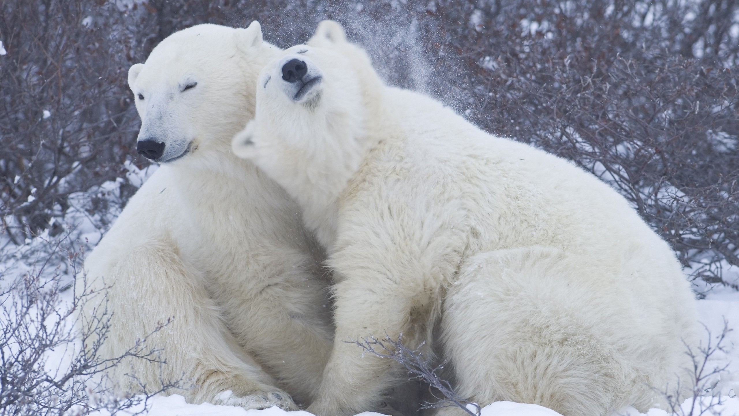 Cute Polar Bears for 2560x1440 HDTV resolution