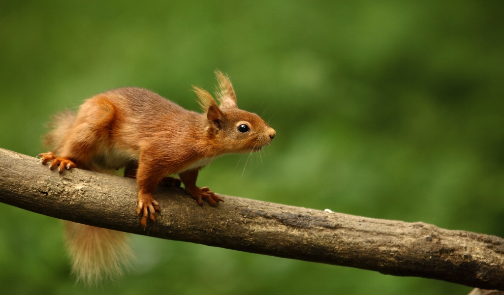 Cute Squirrel for 1024 x 600 widescreen resolution