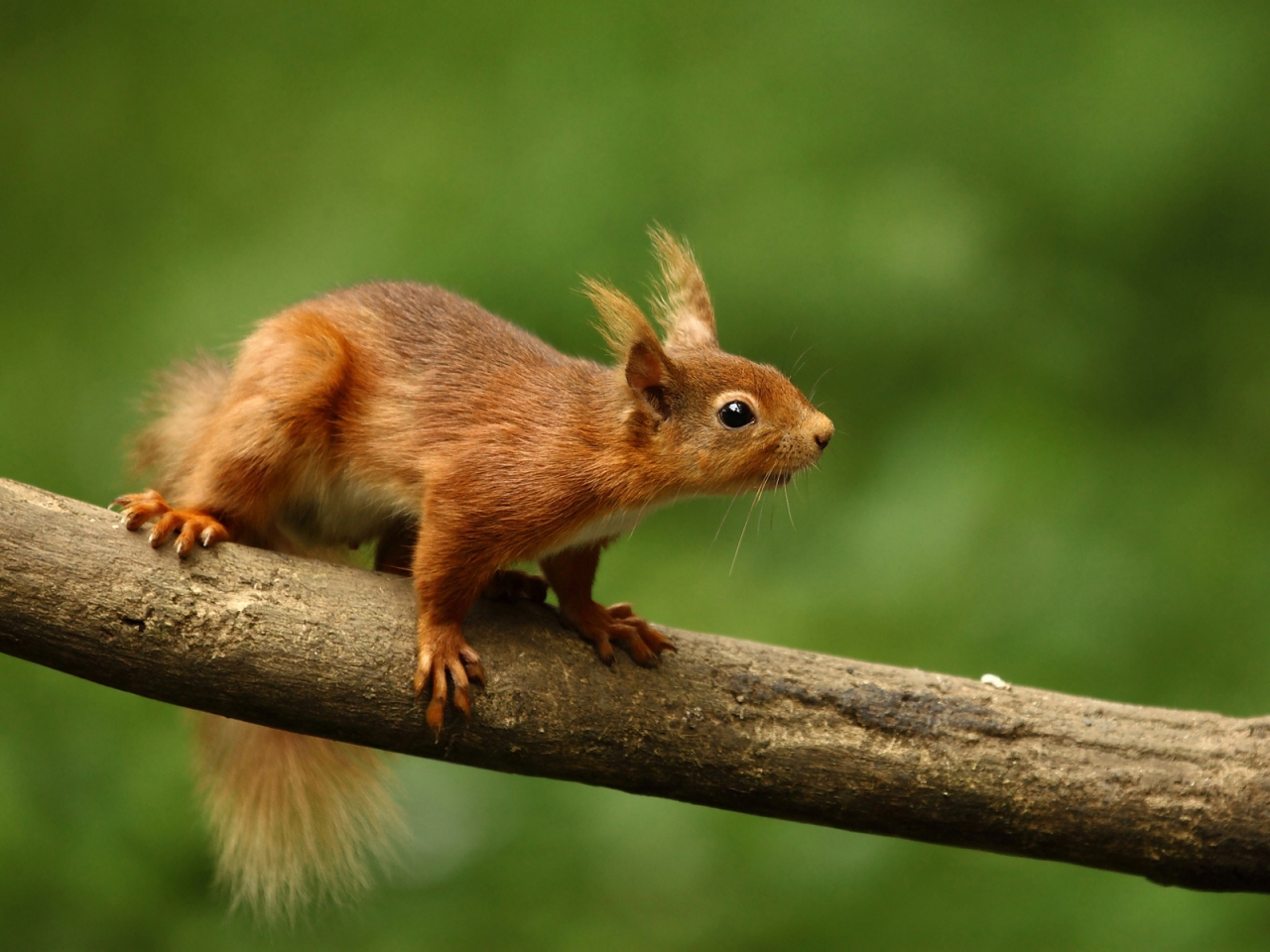 Cute Squirrel for 1280 x 960 resolution