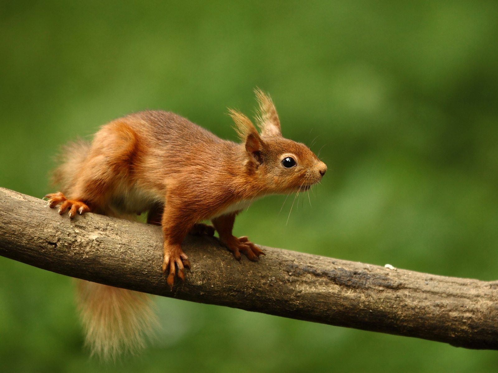 Cute Squirrel for 1600 x 1200 resolution