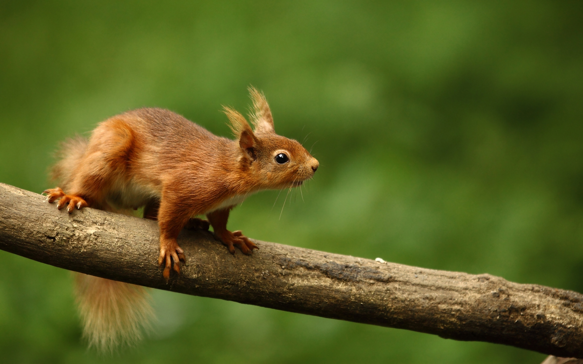Cute Squirrel for 1920 x 1200 widescreen resolution