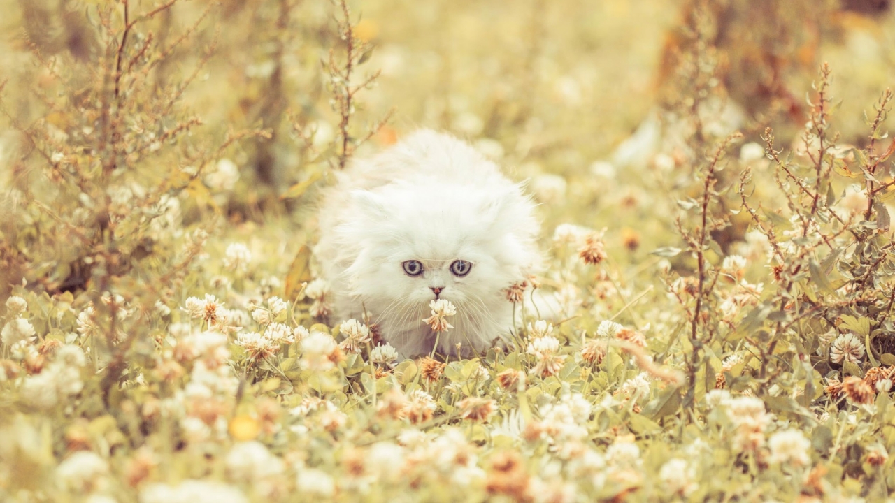 Cute White Kitty for 1280 x 720 HDTV 720p resolution
