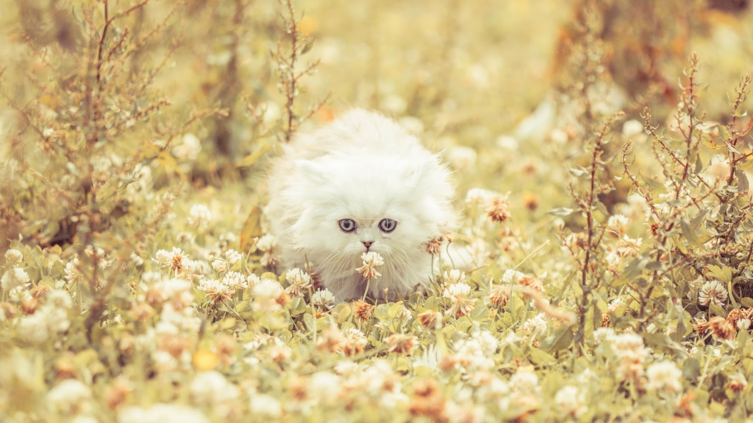 Cute White Kitty for 1536 x 864 HDTV resolution