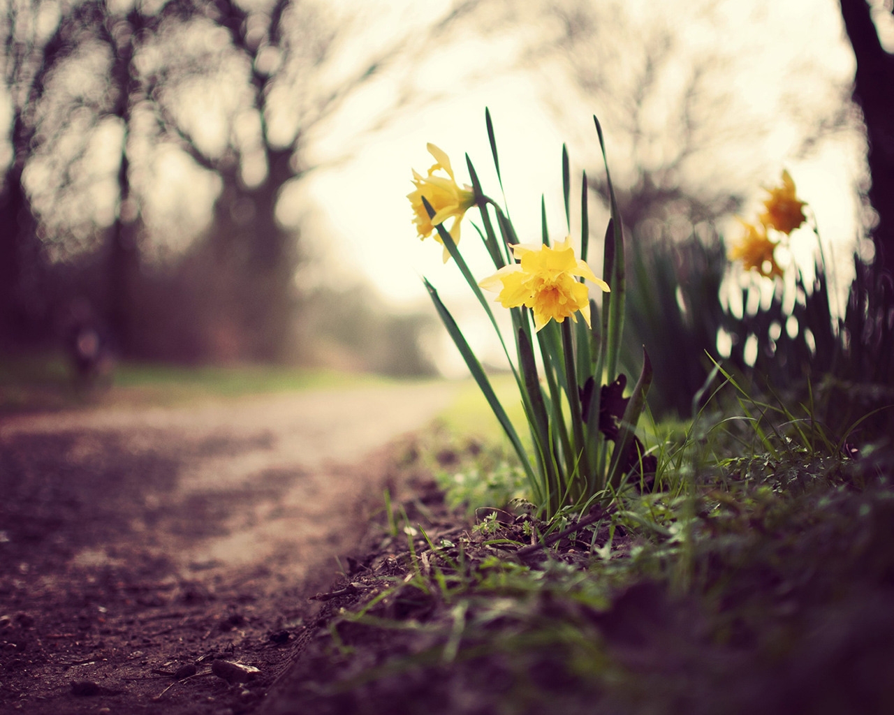 Daffodils on the Road for 1280 x 1024 resolution