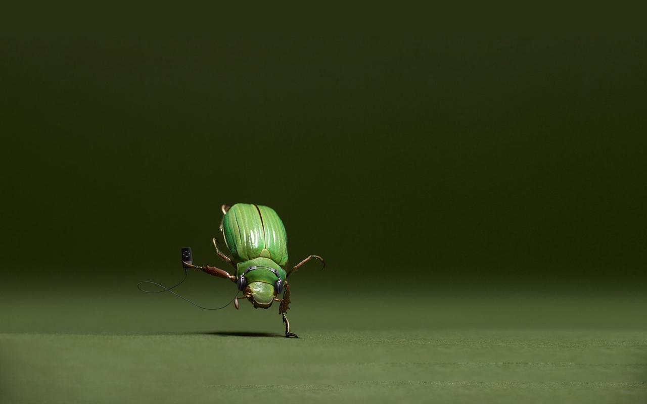 Dancing Bug for 1280 x 800 widescreen resolution