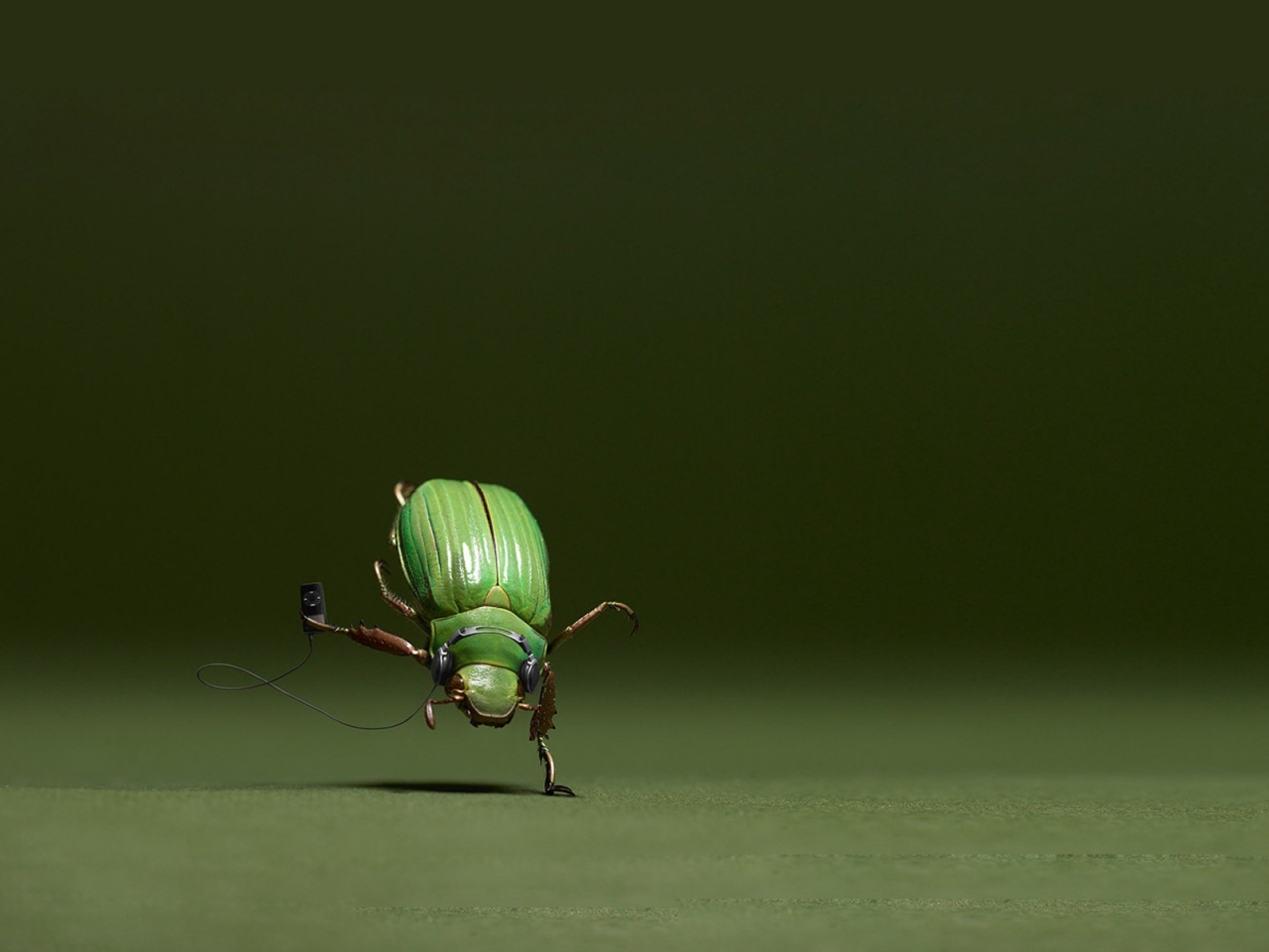 Dancing Bug for 1280 x 960 resolution