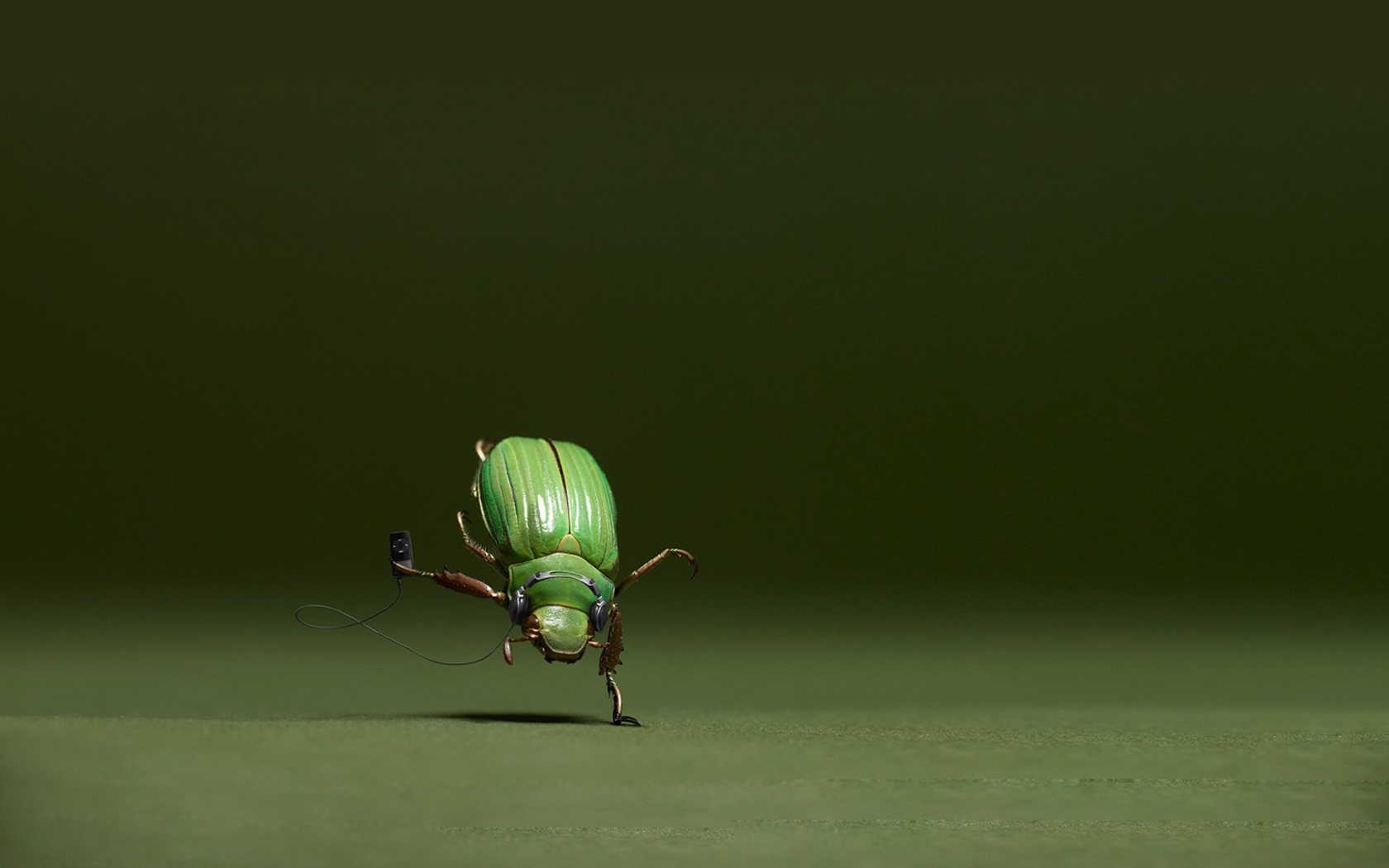 Dancing Bug for 1680 x 1050 widescreen resolution