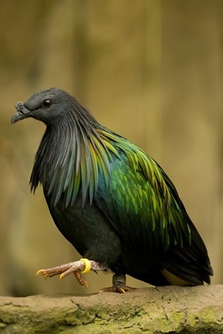 Dark green bird for 320 x 480 iPhone resolution