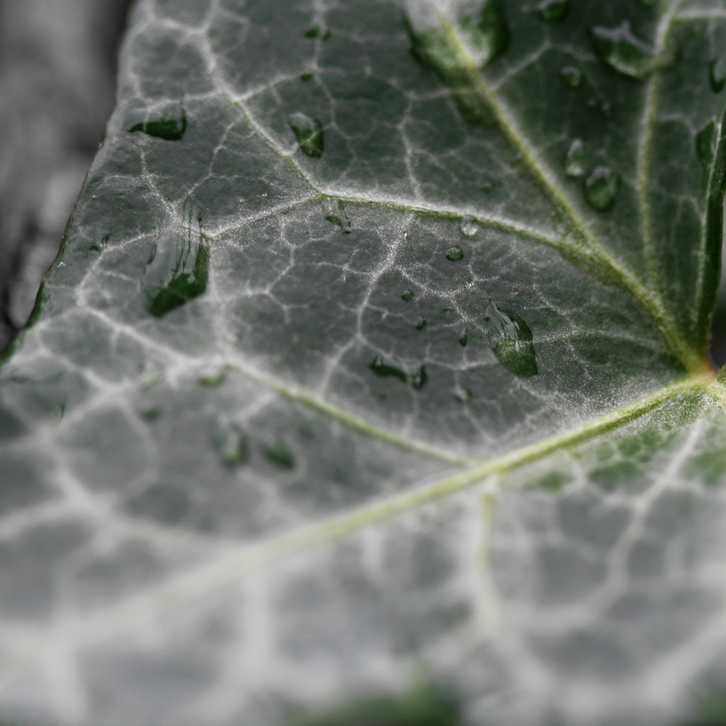 Dark Ivy leaf for 1024 x 1024 iPad resolution