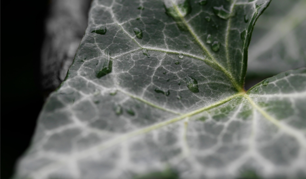 Dark Ivy leaf for 1024 x 600 widescreen resolution