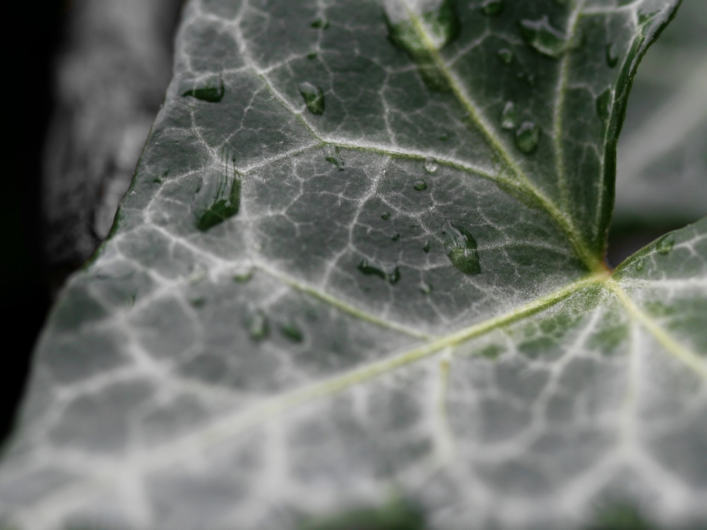 Dark Ivy leaf for 1024 x 768 resolution