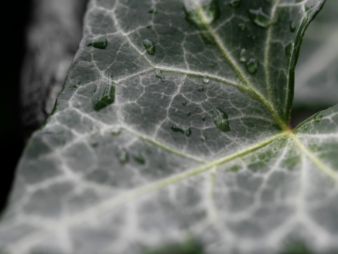 Dark Ivy leaf for 1152 x 864 resolution