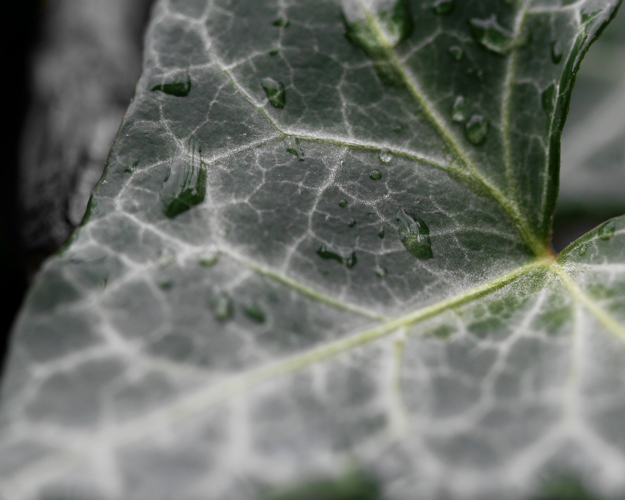 Dark Ivy leaf for 1280 x 1024 resolution