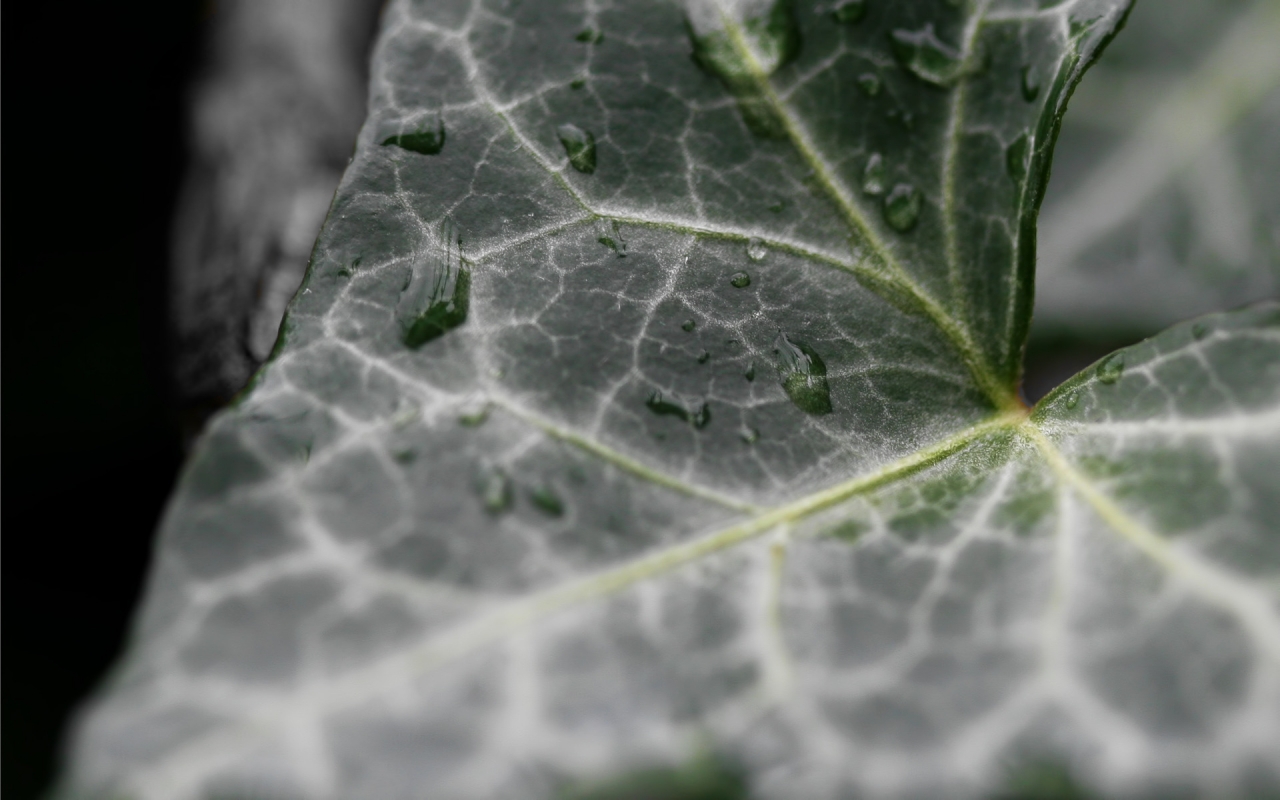 Dark Ivy leaf for 1280 x 800 widescreen resolution
