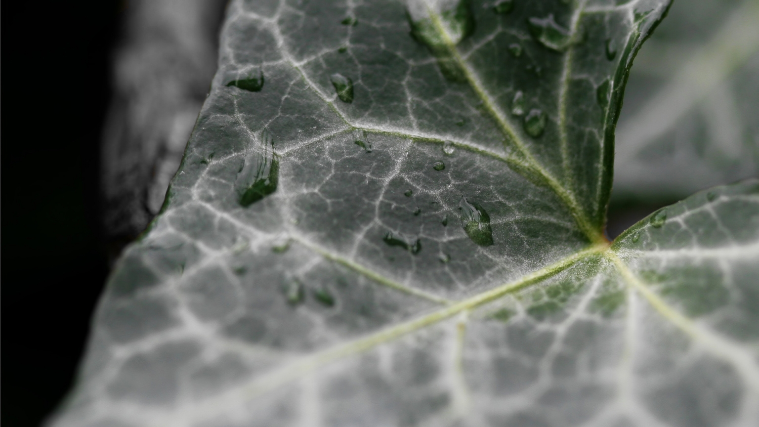 Dark Ivy leaf for 1536 x 864 HDTV resolution