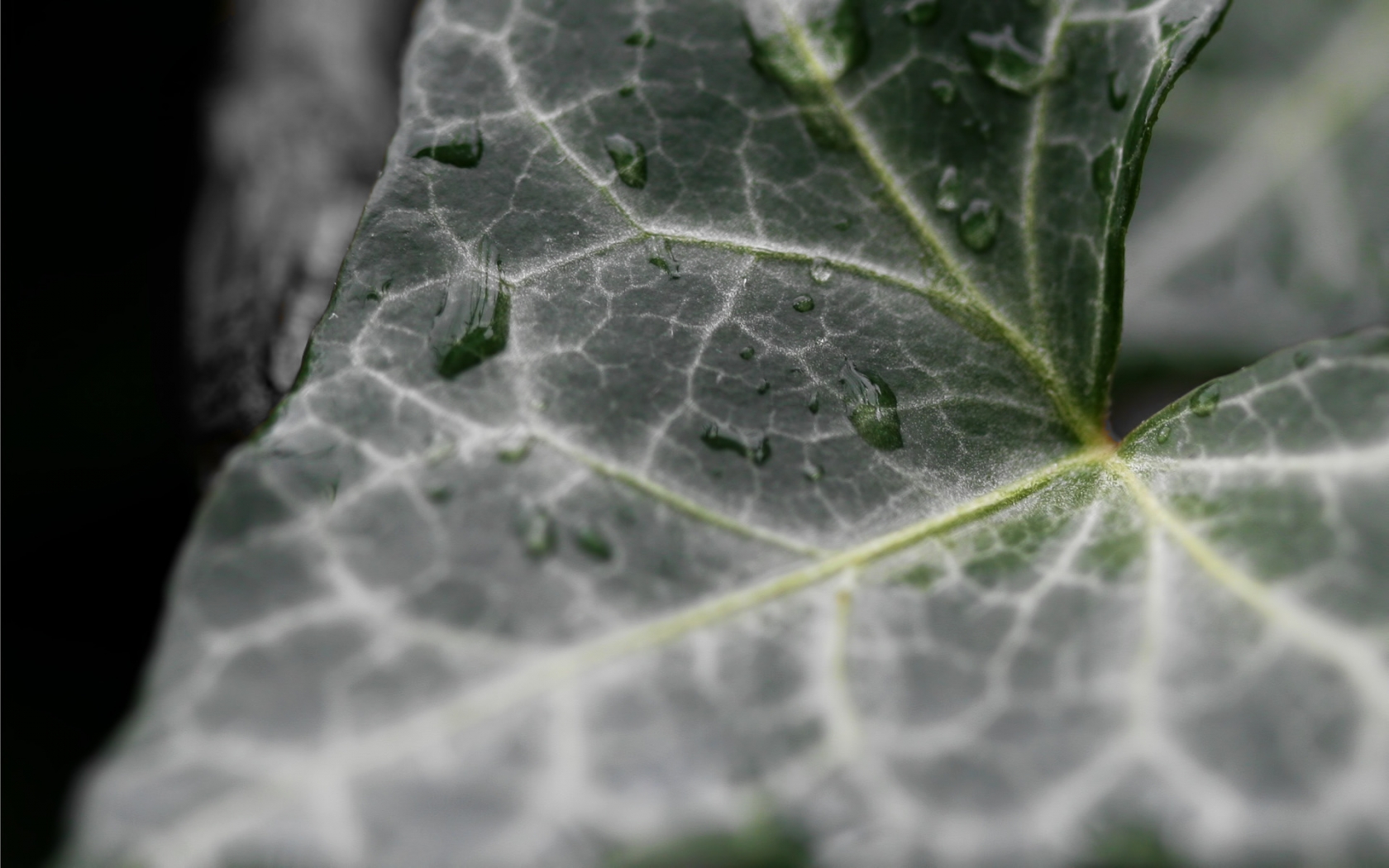 Dark Ivy leaf for 1680 x 1050 widescreen resolution