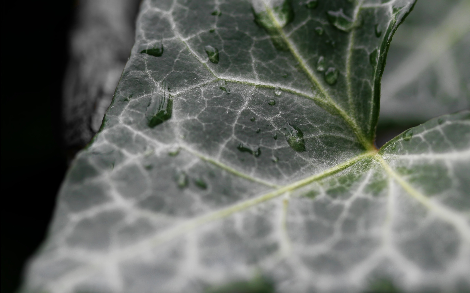 Dark Ivy leaf for 1920 x 1200 widescreen resolution
