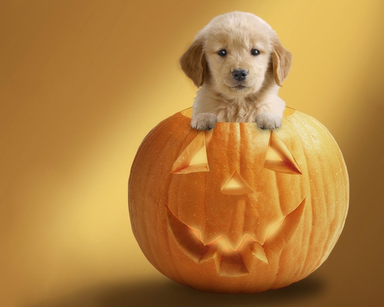 Dog Ready For Halloween for 1280 x 1024 resolution