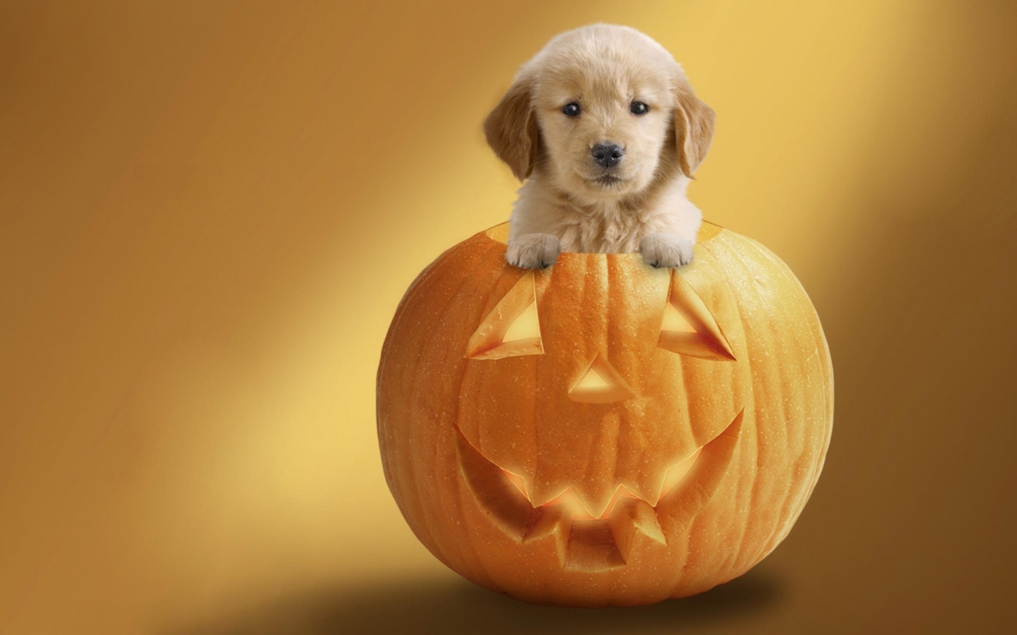Dog Ready For Halloween for 1440 x 900 widescreen resolution