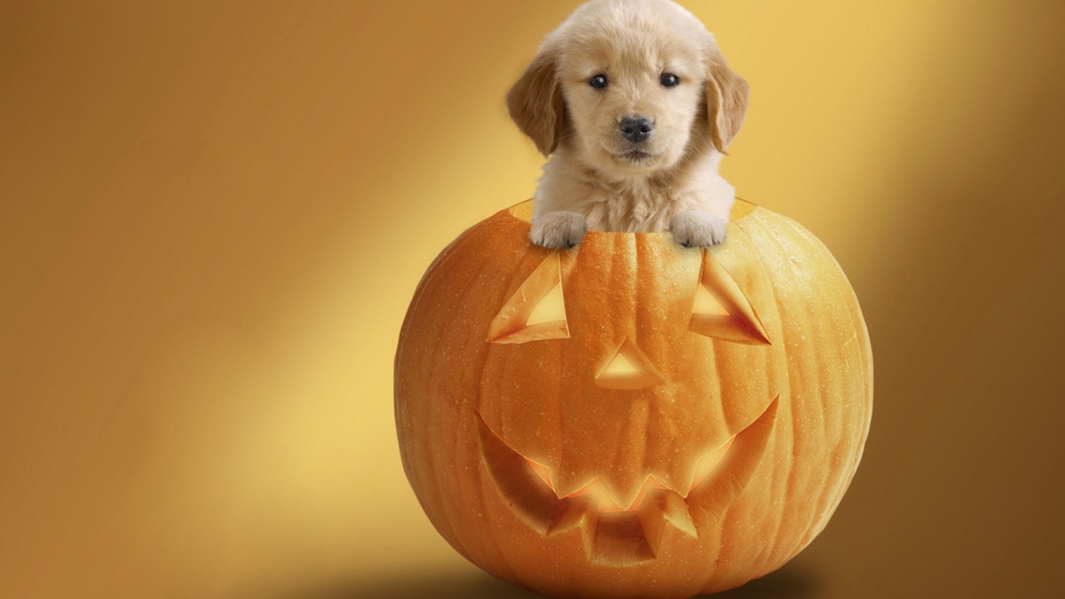 Dog Ready For Halloween for 1536 x 864 HDTV resolution