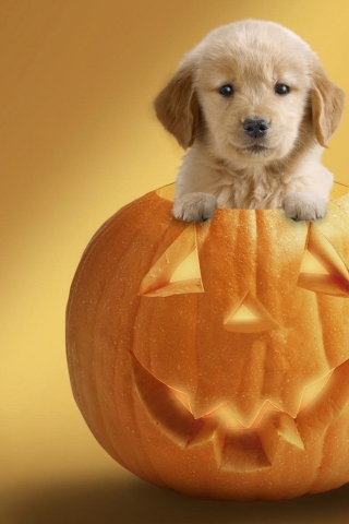 Dog Ready For Halloween for 320 x 480 iPhone resolution