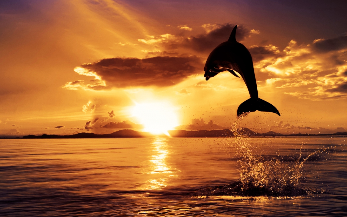 Dolphin in the Air for 1440 x 900 widescreen resolution