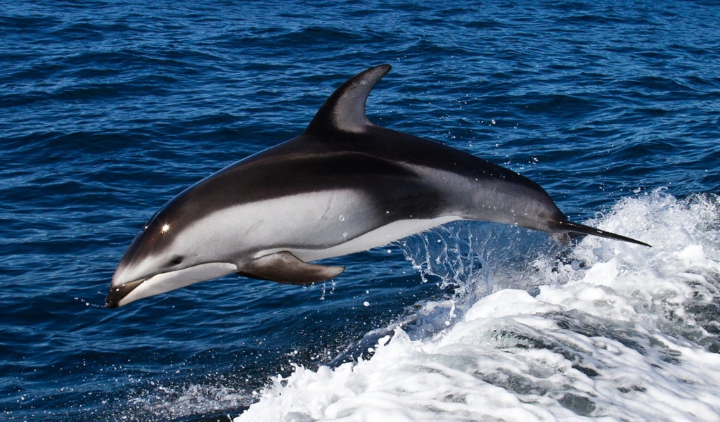 Dolphin Swimming for 1024 x 600 widescreen resolution