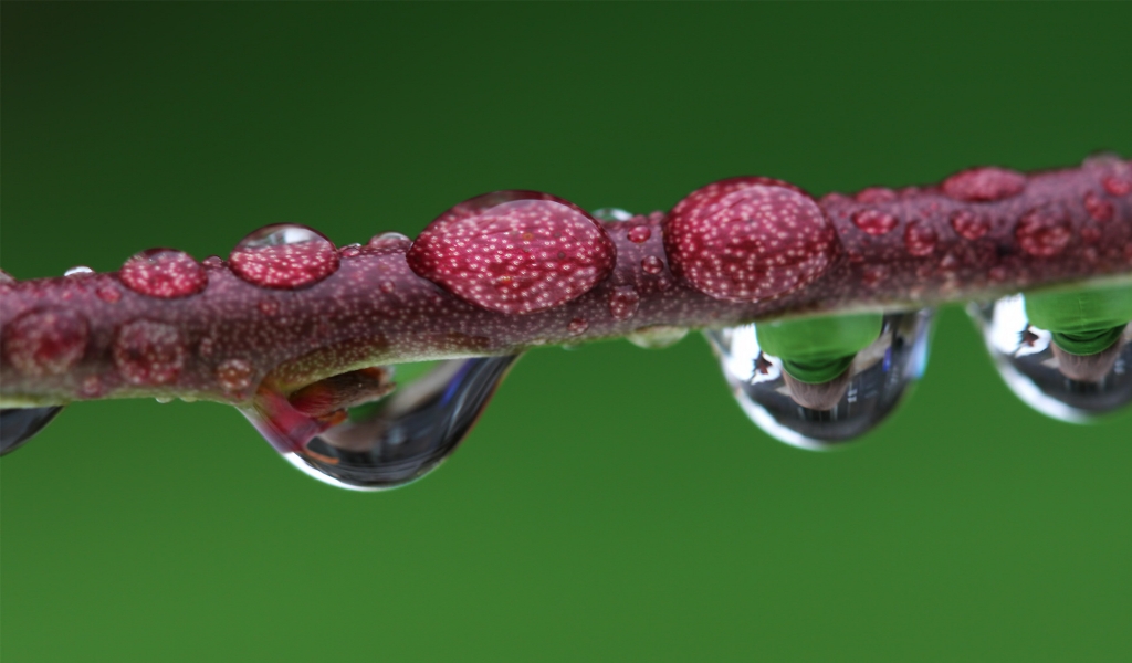 Droplet magnified branch for 1024 x 600 widescreen resolution