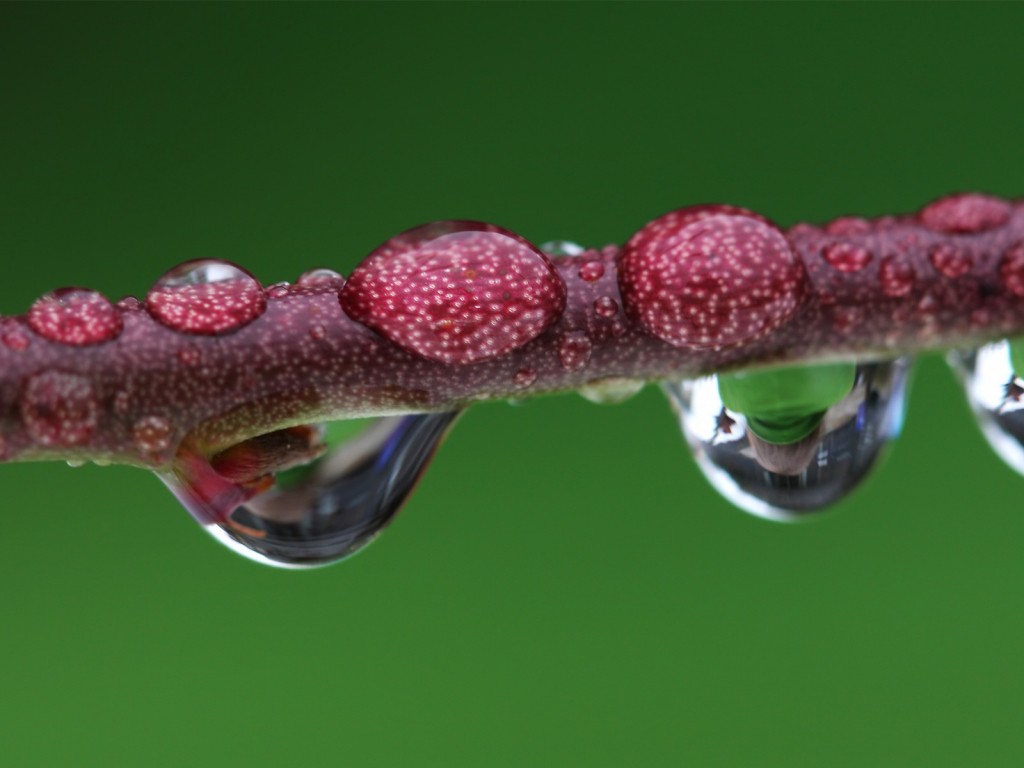 Droplet magnified branch for 1024 x 768 resolution