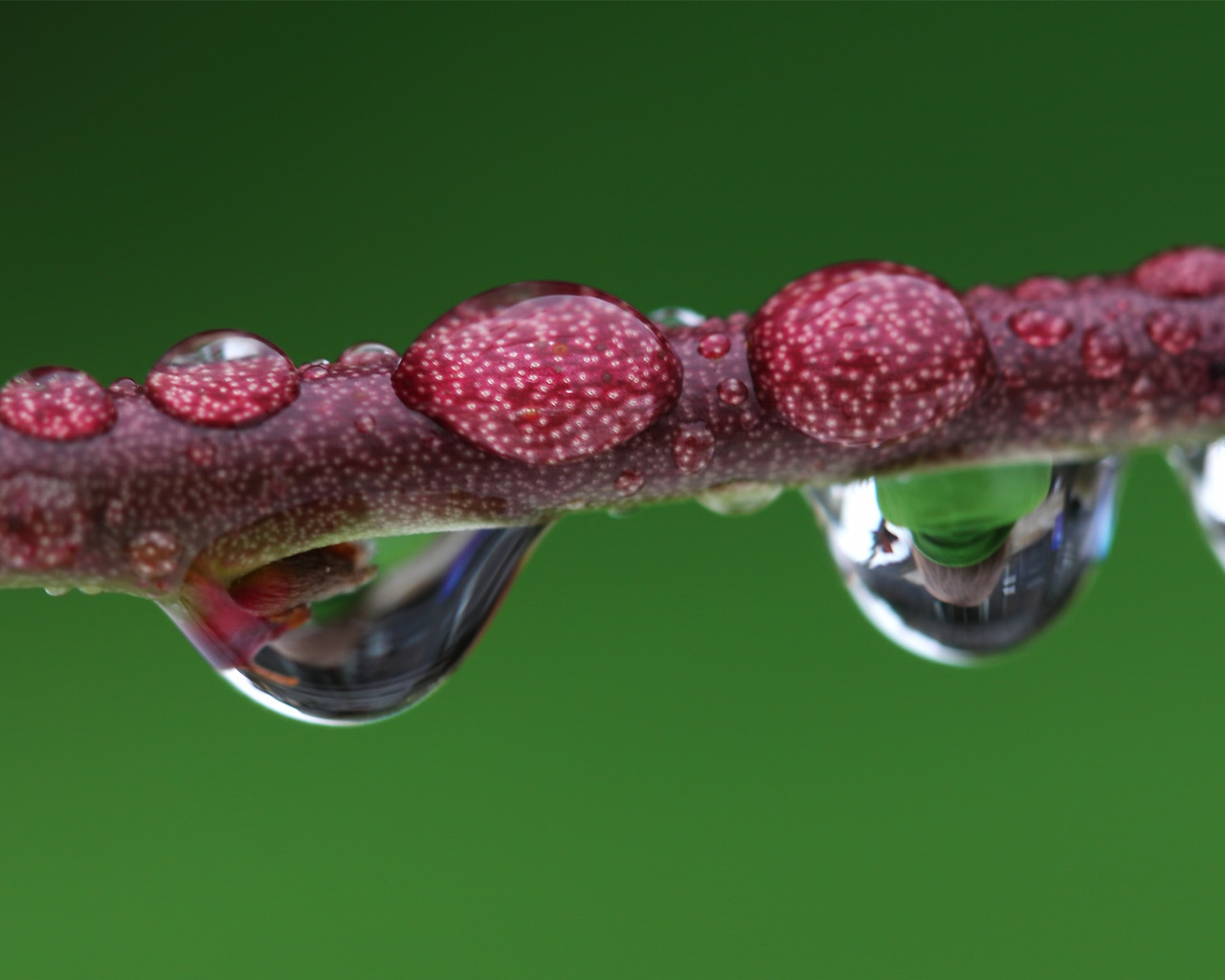 Droplet magnified branch for 1280 x 1024 resolution