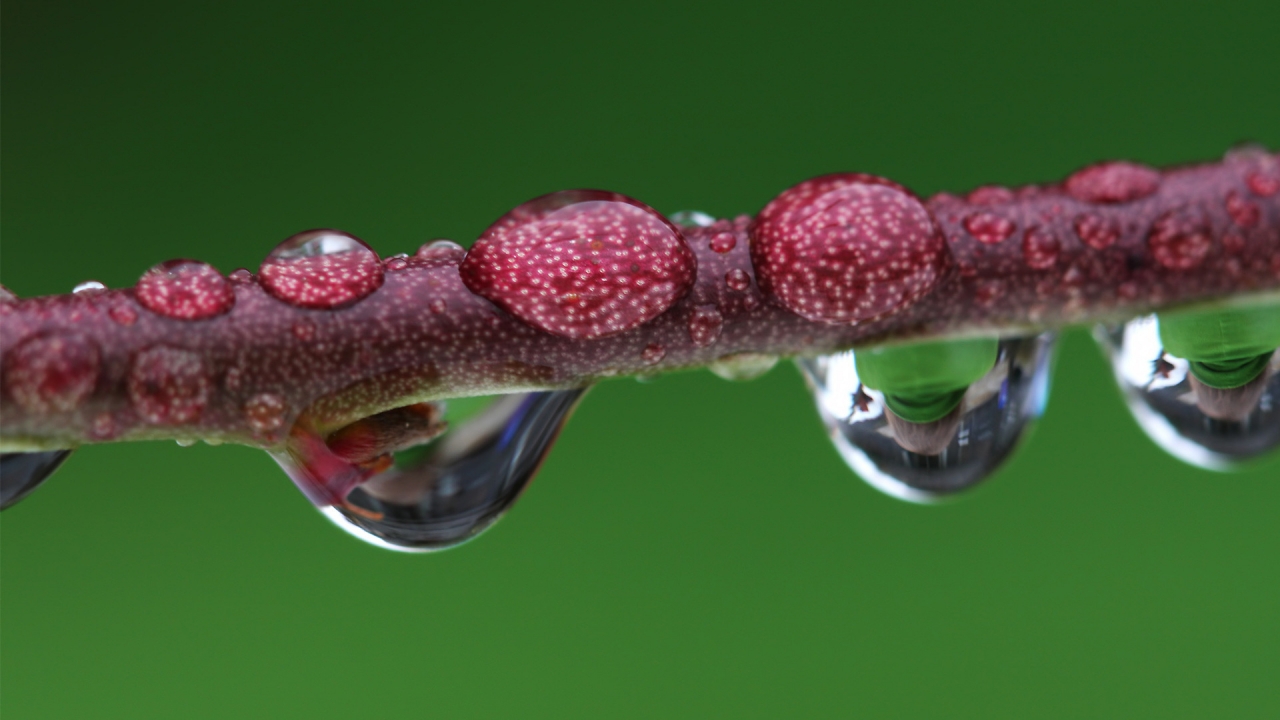 Droplet magnified branch for 1280 x 720 HDTV 720p resolution