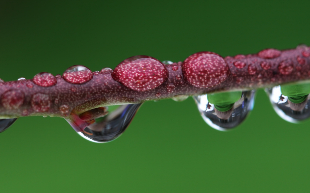 Droplet magnified branch for 1280 x 800 widescreen resolution