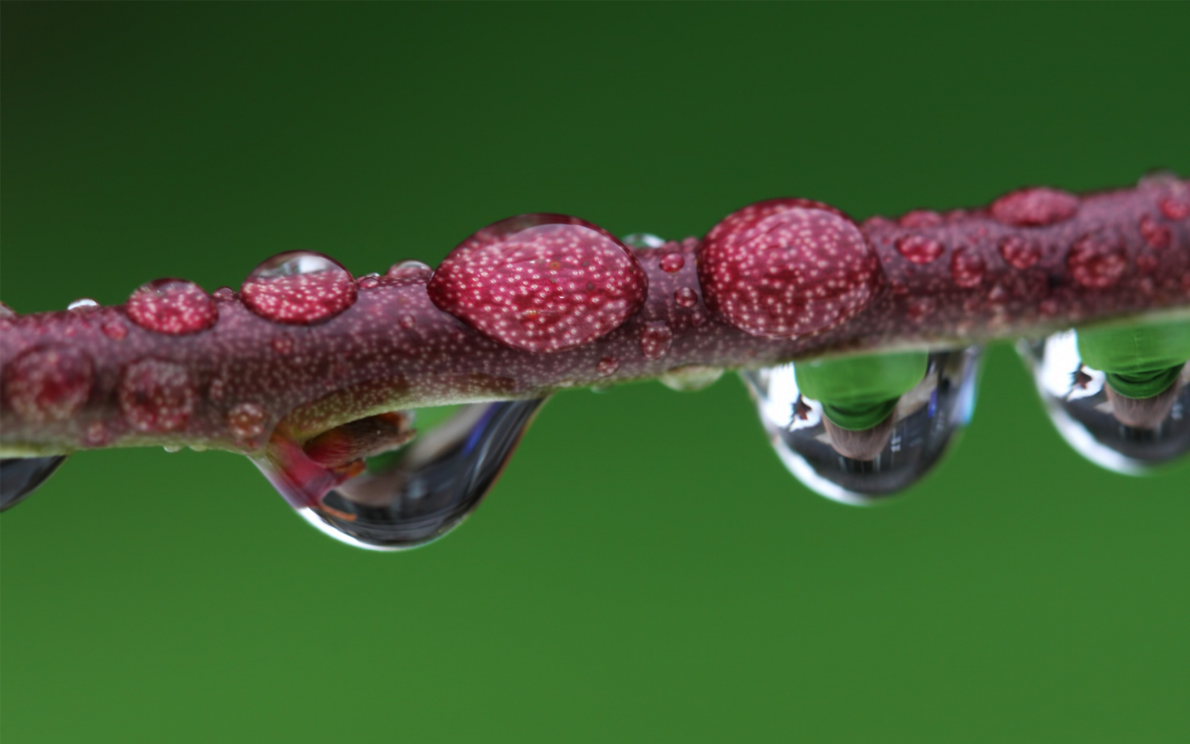 Droplet magnified branch for 1680 x 1050 widescreen resolution