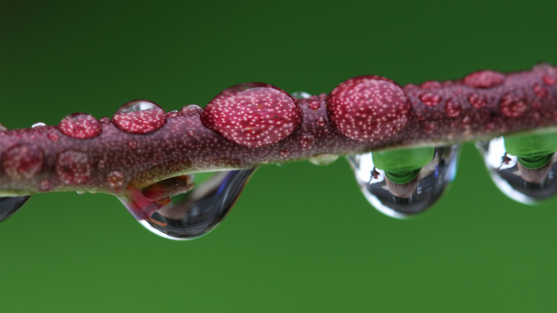Droplet magnified branch for 1920 x 1080 HDTV 1080p resolution