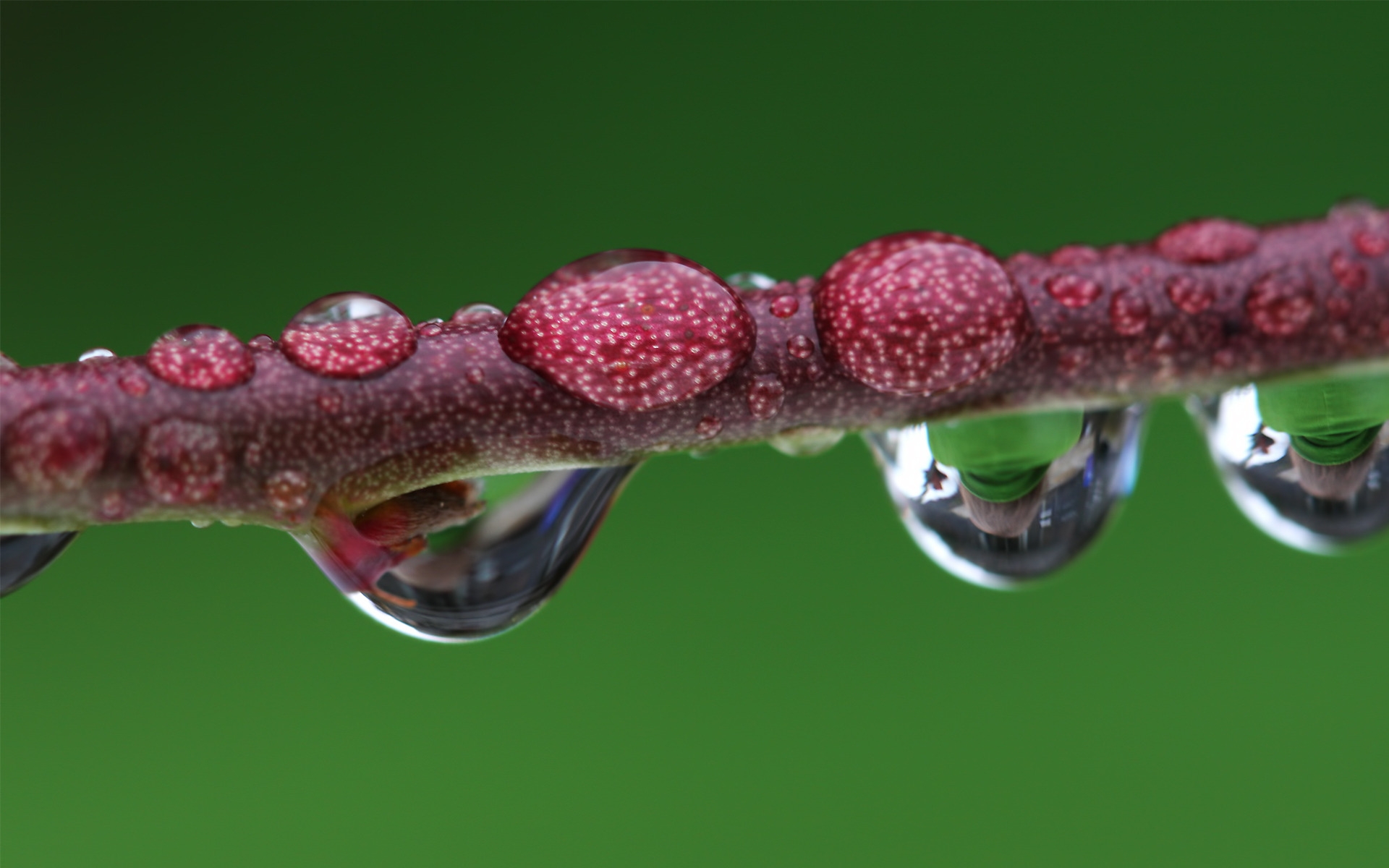 Droplet magnified branch for 1920 x 1200 widescreen resolution